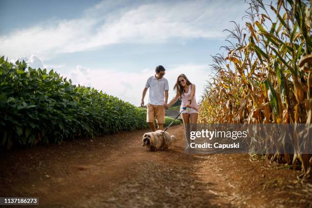 couple walking with their dog - corn maze imagens e fotografias de stock