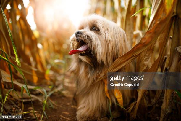 玉米地裡的狗的肖像 - lhasa 個照片及圖片檔
