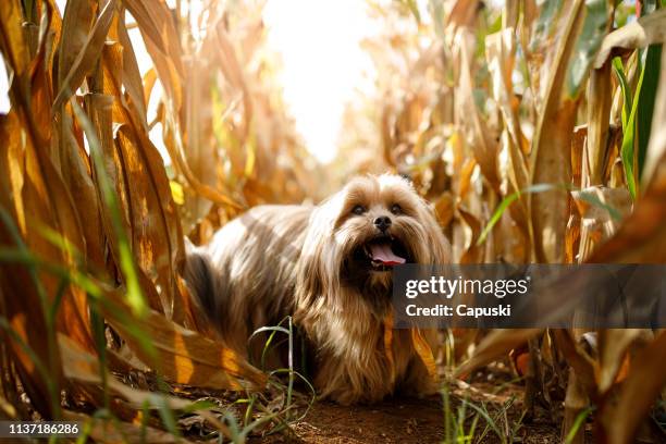 玉米地裡的狗的肖像 - lhasa 個照片及圖片檔