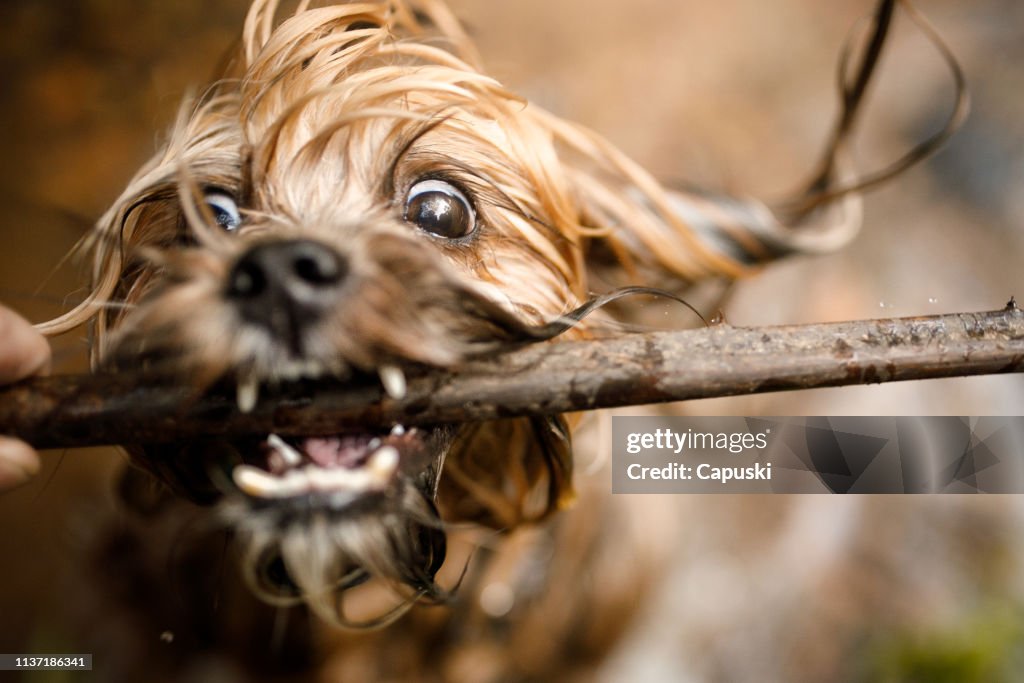 Hund mit Stock im Fluss spielen