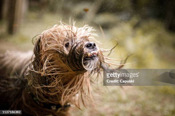 dog shaking his wet hair - ugliness stock pictures, royalty-free photos & images