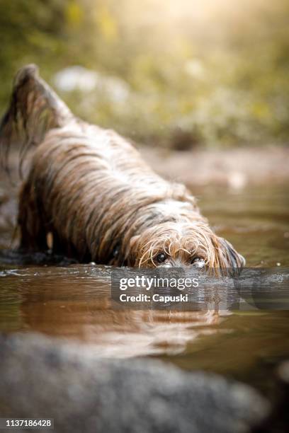 hond het maken van bubbels in water met snuit - funny beaver stockfoto's en -beelden