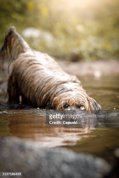 dog making bubbles in water with muzzle - funny beaver stock pictures, royalty-free photos & images