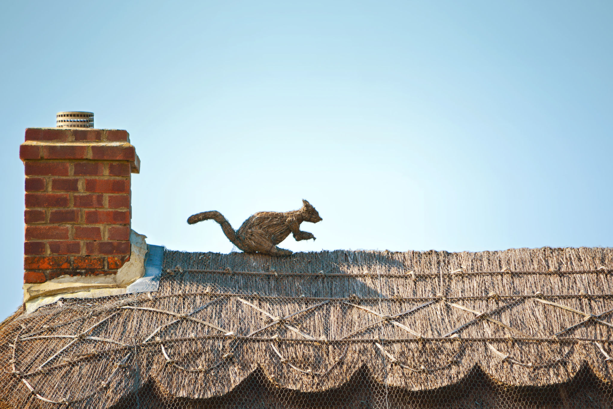 squirrel in chimney