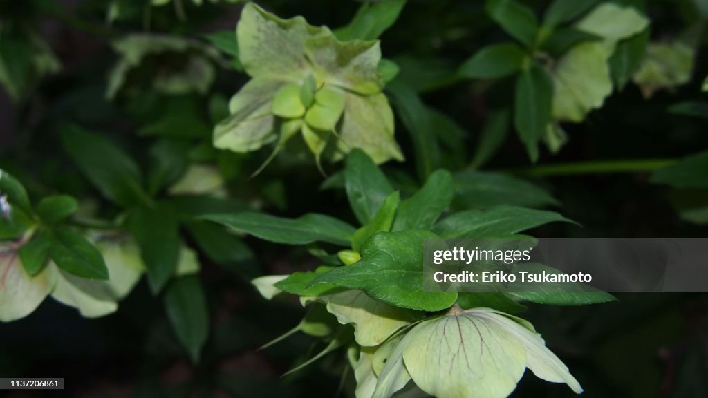 Green hellebore (lenten rose) flash shot