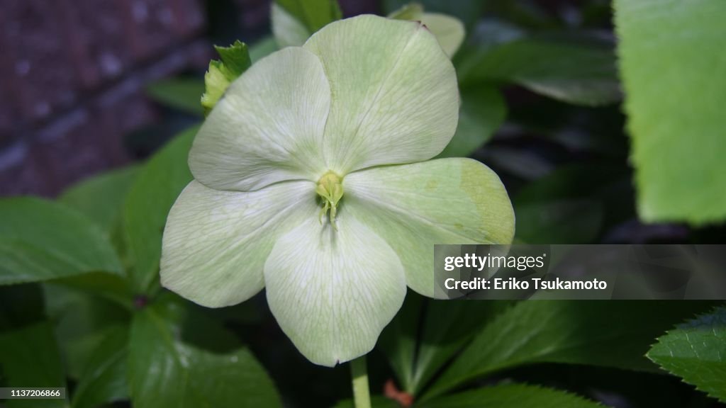 Green hellebore (lenten rose) flash shot
