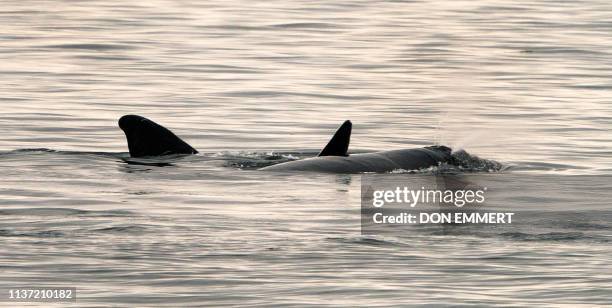 Pair of North Atlantic right whales, believed to be a mother and calve, swim in the waters of Cape Cod Bay April 14, 2019 near Provincetown,...