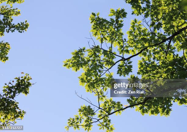 backlit oak leaves on tree branch against blue sky with copy space - landschaft sommer freigestellt stock-fotos und bilder