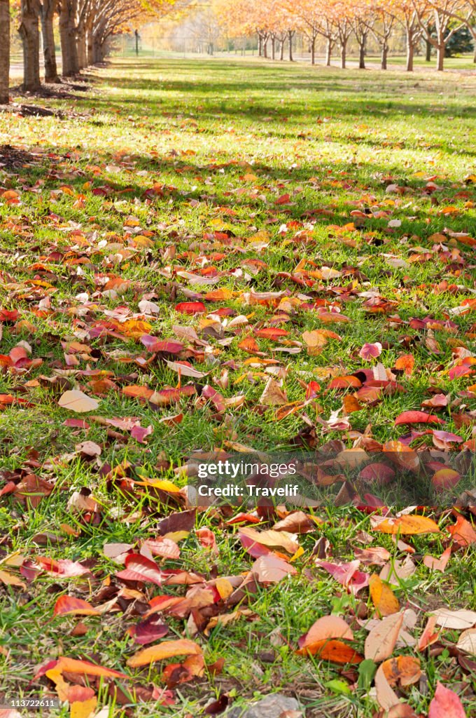 Autumn foliage in the alley of cherry trees