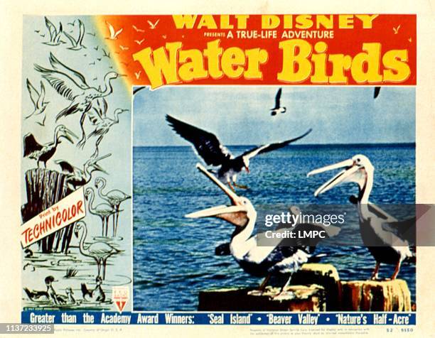 Water Birds, lobbycard, Disney True Life Adventure, 1952.