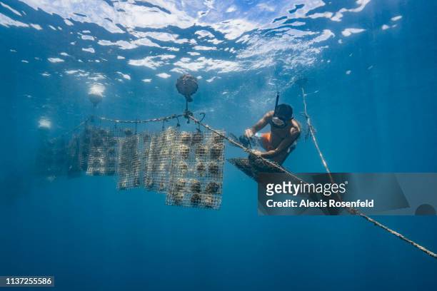 Freediver is working on pearl oyster farming lines, on January 15, 2019 in Rikitea, French Polynesia. The Gambiers are a high place of pearl farming...