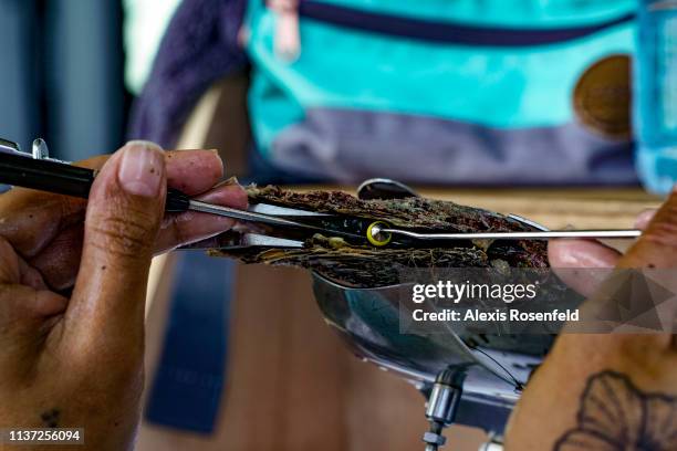 Grafting of a pearl oyster, on January 15, 2019 in Rikitea, French Polynesia. The Gambiers are a high place of pearl farming in Polynesia. Obtaining...