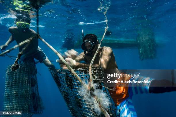 Two freedivers are working on pearl oyster farming lines, on January 15, 2019 in Rikitea, French Polynesia. The Gambiers are a high place of pearl...
