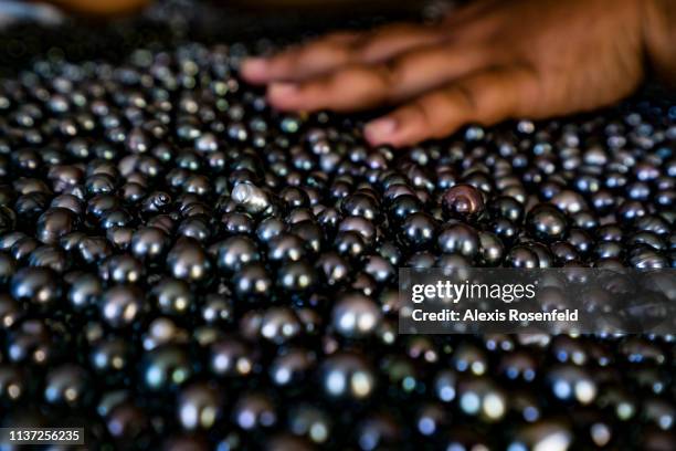 Pearl Sorting 379 Pearl Farming Stock Photos, High-Res Pictures, and Images - Getty ...