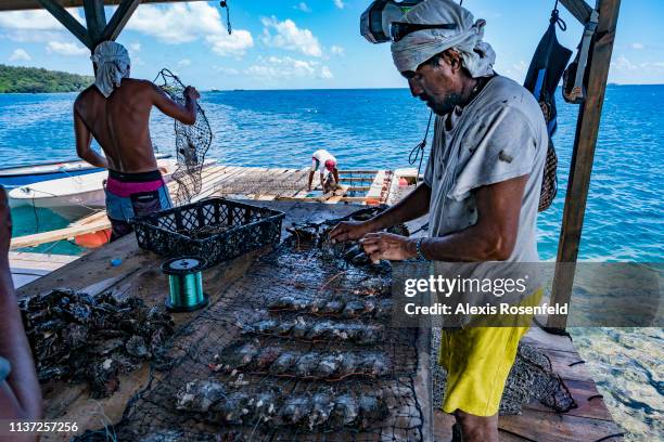 The employees of the pearl farm are collecting the oysters from the traps that have just been taken out of the water, on January 15, 2019 in Rikitea,...