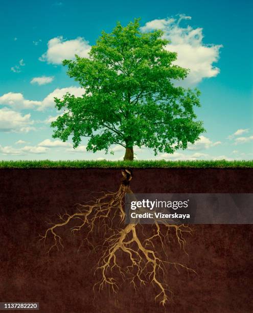árbol con raíz - bajo tierra fotografías e imágenes de stock