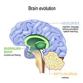 Brain evolution. Triune brain: Reptilian complex, mammalian brain and Neocortex