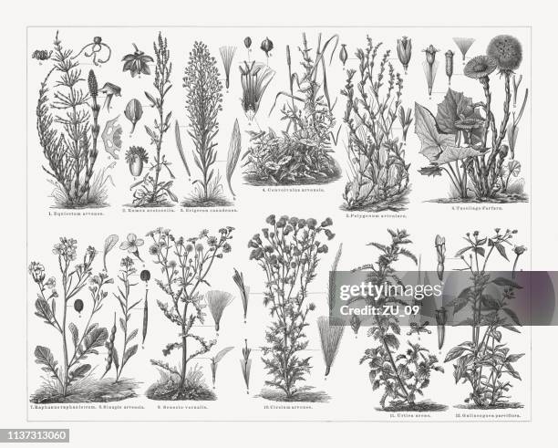 ilustraciones, imágenes clip art, dibujos animados e iconos de stock de malezas, grabados en madera, publicados en 1897 - mostaza-hierba