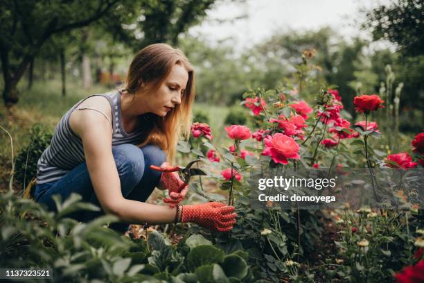 donna che si gode il giardinaggio nel cortile sul retro - rosa fiore foto e immagini stock