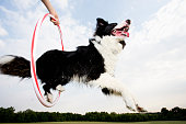 A dog jumping through a hoop
