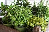 Selection of fresh culinary herbs