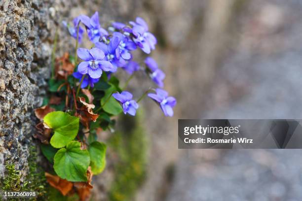 common violets growing on a stone wall - violales stock pictures, royalty-free photos & images