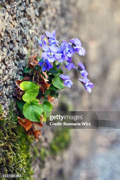 common violets growing on a stone wall - viola odorata stock pictures, royalty-free photos & images