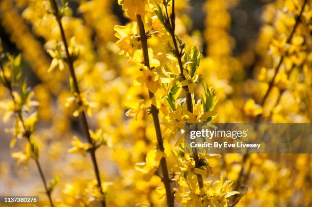 forsythia flowers - forsythia x intermedia spring glory stock pictures, royalty-free photos & images
