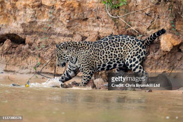 jaguar vs anaconda - anaconda snake stock pictures, royalty-free photos & images