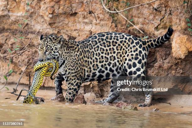 jaguar vs anaconda - anaconda snake ストックフォトと画像