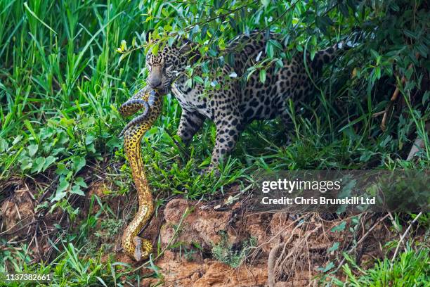1,565 Anaconda Photos and Premium High Res Pictures - Getty Images 1,565 Anaconda Photos and Premium High Res Pictures - Getty Images