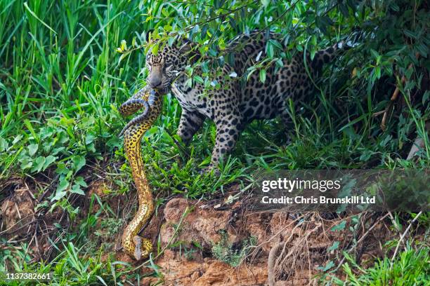 jaguar vs anaconda - anaconda snake stock pictures, royalty-free photos & images