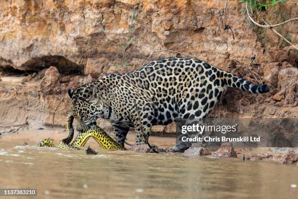 jaguar vs anaconda - anaconda snake stock pictures, royalty-free photos & images