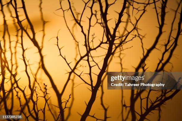 thorny bush at sunset - bare tree silhouette stock pictures, royalty-free photos & images
