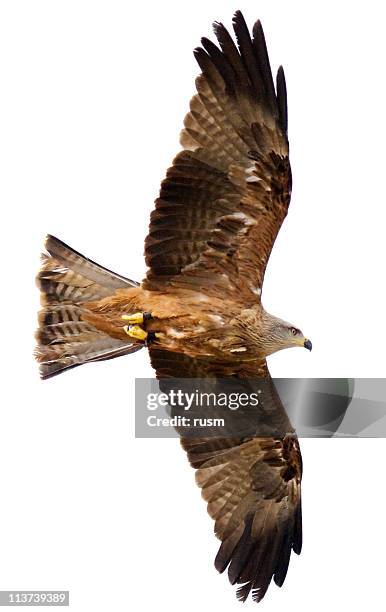 flying hawk sobre fondo blanco - halcón fotografías e imágenes de stock