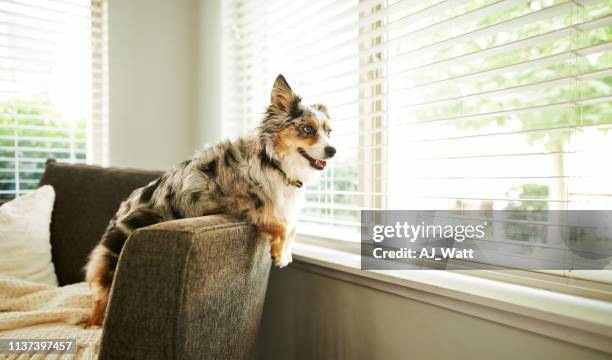 qu'est-ce qui se passe là-bas? - australian shepherd photos et images de collection