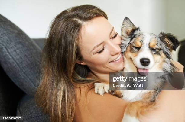 het geven van hem een huis van liefde - australische herder stockfoto's en -beelden