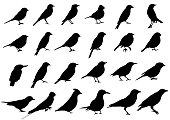 Birds silhouettes collection