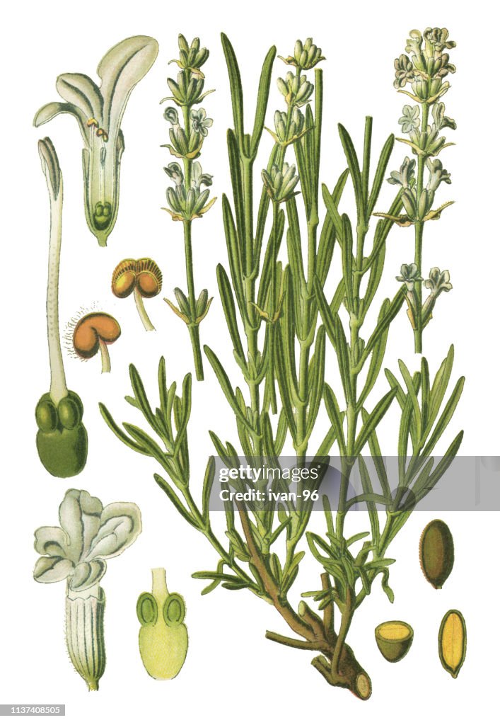 Lavender, true lavender, English lavender, garden lavender