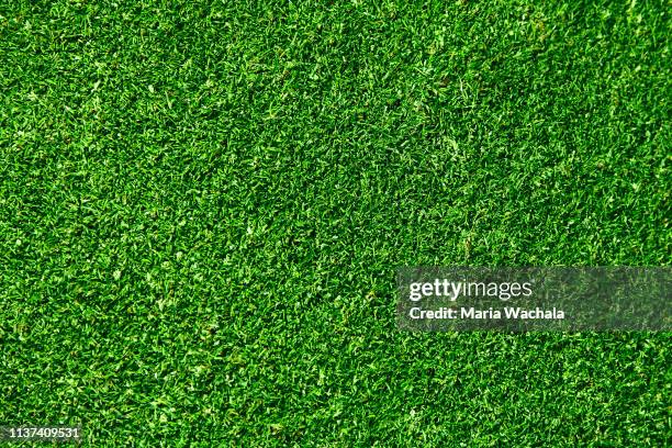 natural grass in a golf field - grass stockfoto's en -beelden