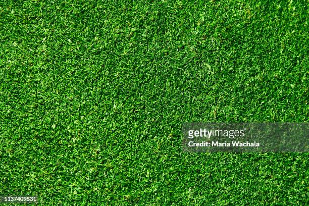 natural grass in a golf field - grass stock pictures, royalty-free photos & images