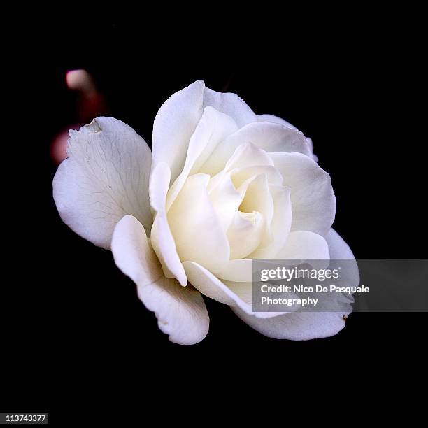 white rose - white rose flower stock pictures, royalty-free photos & images