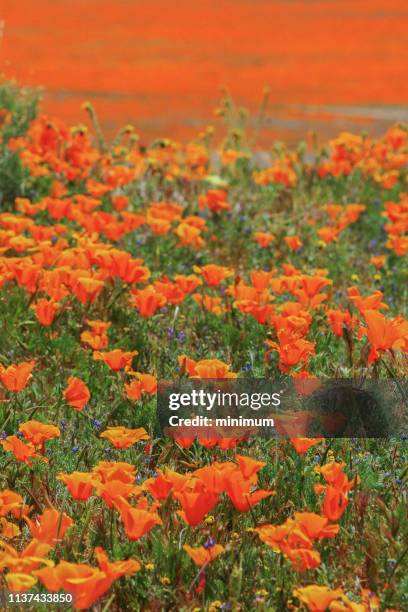 spring poppy bloom - lancaster california stockfoto's en -beelden