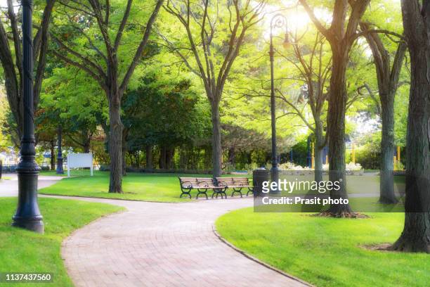 empty bench in green park and sky with sun light, green park outdoor - public park stock pictures, royalty-free photos & images