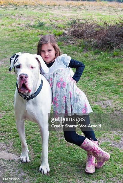 young girl leaning on her pet great dane dog - dogge stock-fotos und bilder