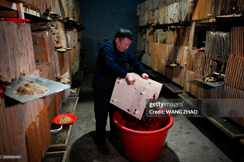 CHINA-FARMS-FOOD-COCKROACH