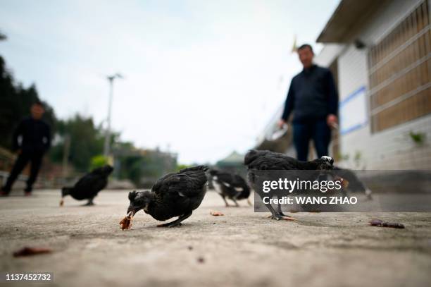 This picture taken on March 25, 2019 shows cockroach farmer Li Bingcai feeding roaches to chickens at his roach farm in Yibin, China's southwestern...