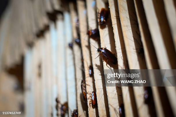 This picture taken on March 25, 2019 shows roaches at a cockroach farm in Yibin, China's southwestern Sichuan province. - As farmer Li Bingcai opened...