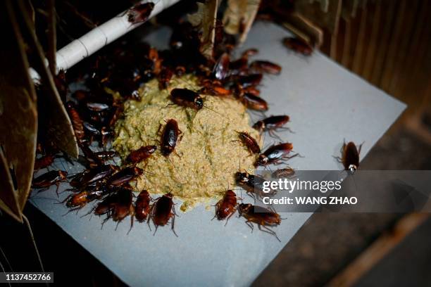 This picture taken on March 25, 2019 shows cockroaches eating feed at a roach farm in Yibin, China's southwestern Sichuan province. - As farmer Li...