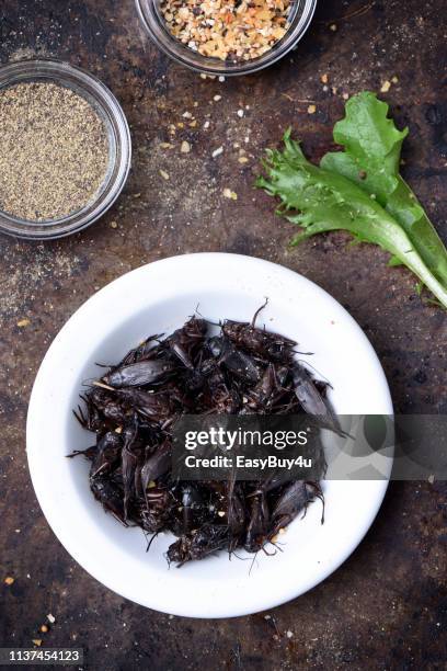 Pi Chong Insect 1,214 Insect Filled Stock Photos, High-Res Pictures, and Images - Getty ...